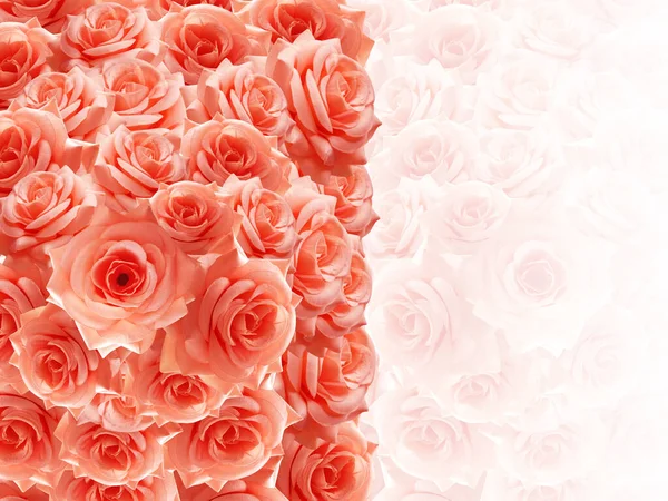 Red Orange Roses Stacked Right Side Blur Roses Stacked Background — Stock Photo, Image
