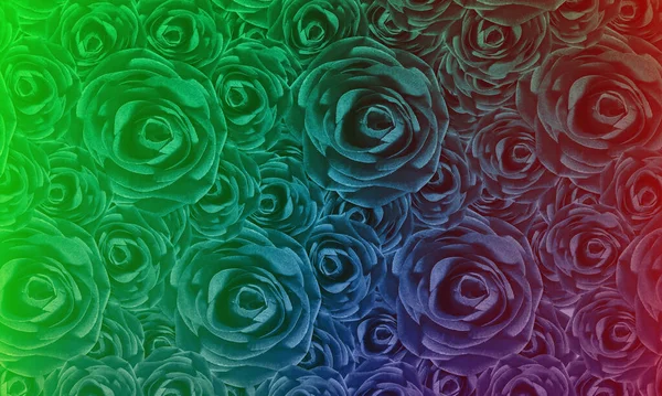 Trandafiri Frumoși Multicolori Mari Mici Fundal Natural Șablon Banner Web — Fotografie, imagine de stoc