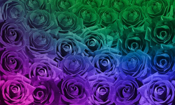 複数の色が背景をバラ カラフルなバラの壁の背景 バナー テンプレート — ストック写真