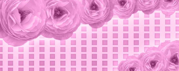 粉色背景美丽的粉红色玫瑰 复制空间 — 图库照片