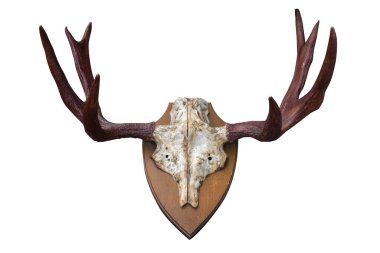 Üst görünüm beyaz arka plan, hayvan, retro, vintage, dekor, kopyalama alanı