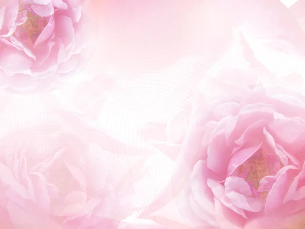 Blur Two Pink Roses Flower Pink Line White Pink Background — Foto Stock