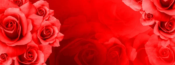 Red Rose Flowers Bouquet Blur Red Roses Background Nature Template — Zdjęcie stockowe