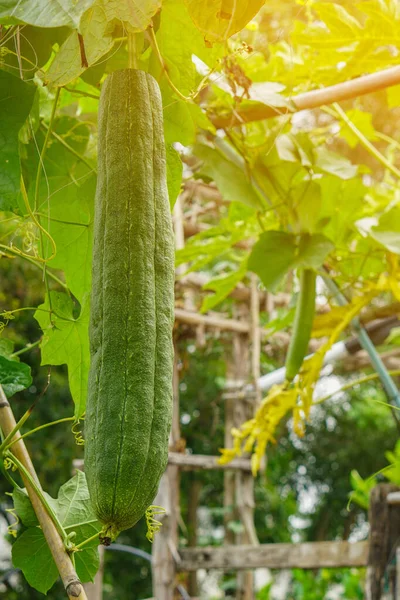 Große Grüne Zucchini Und Blattgemüse Garten Natur Hintergrund Gemüse Lebensmittel — Stockfoto