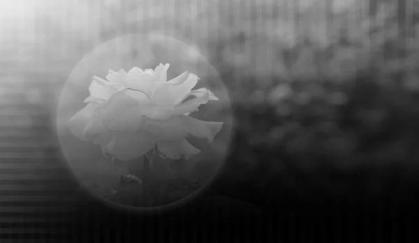 Schwarz Weiß Foto Rose Blume Unschärfekreis Auf Grünem Unschärfehintergrund Vorlage — Stockfoto