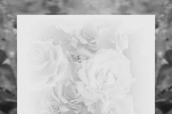 Immagine Bianco Nero Rose Sfocate Una Cornice Quadrata Sfondo Bianco — Foto Stock