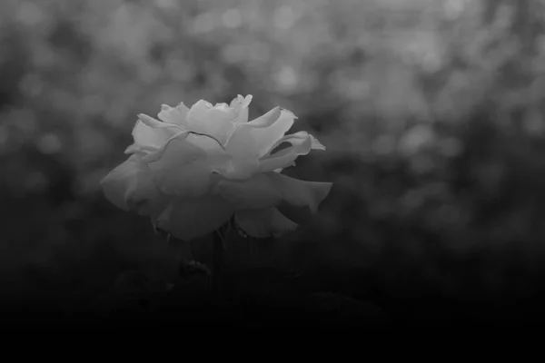 Immagine Bianco Nero Una Rosa Sullo Sfondo Della Natura Modello — Foto Stock