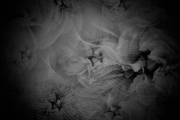 Black and white picture, line curve on blur roses background, template, nature, decor, object, name card, copy space