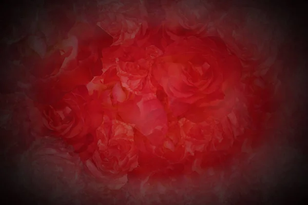 Blur Red Roses Flower Background Black Red Background Nature Template — 스톡 사진