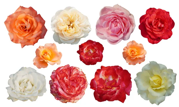 Bir Gül Çiçeği Beyaz Arka Planda Çok Renkli Gül Goncaları — Stok fotoğraf