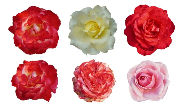 Altı Gül Çiçeği Beyaz Arka Planda Çok Renkli Gül Goncaları — Stok fotoğraf
