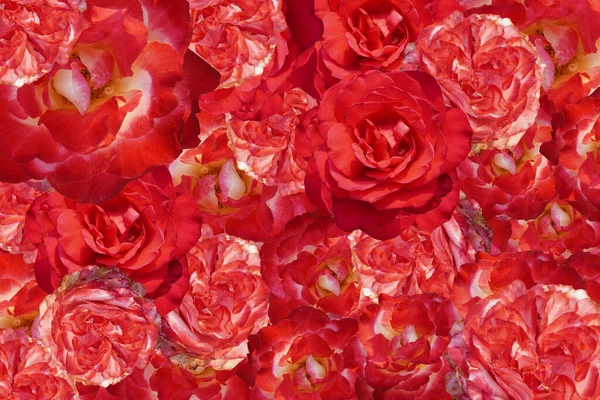 Texture Rose Rosse Sfondo Fiore Banner Modello Arredamento Carta Parati — Foto Stock