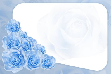 Beyaz trapezoiddeki dokuz gül mavi gül çiçekleri arka plan, doğa, dekor, pankart, şablon, isim kartı, kopyalama alanı