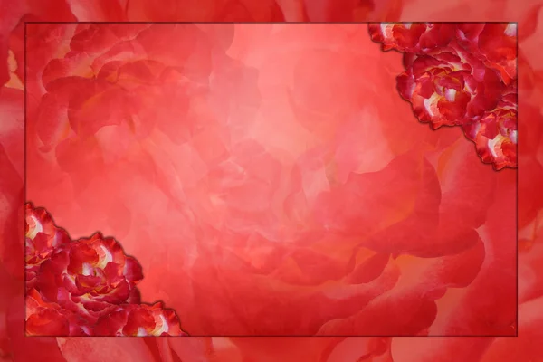 模糊的红色框架 红色玫瑰左右上下两面 红色背景的抽象模糊玫瑰花 复制空间 — 图库照片