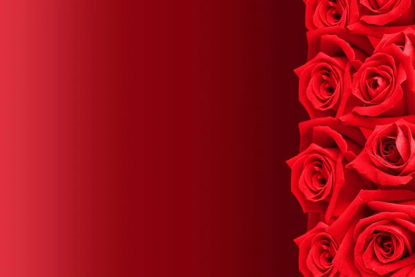 Rosas Rojas Dispuestas Una Fila Lado Derecho Sobre Fondo Rojo —  Fotos de Stock