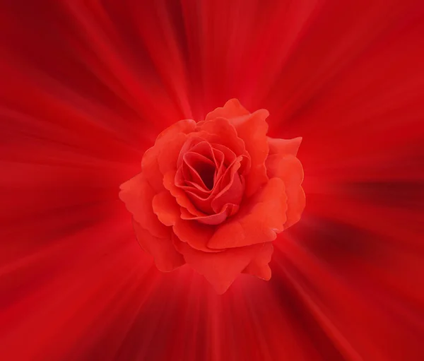 Closeup Κόκκινο Τριαντάφυλλο Λουλούδι Στην Κόκκινη Ταχύτητα Και Γραμμή Φόντο — Φωτογραφία Αρχείου