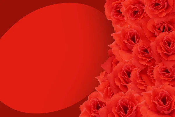 Plantilla Rosa Roja Flores Sobre Fondo Rojo Planta Naturaleza Amor —  Fotos de Stock