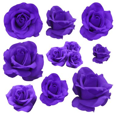 eleven purple rose flowers on white background, nature, valentine, decor, love, object