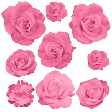 fresh nine pink rose flowers on white background, nature, valentine, decor, love, object