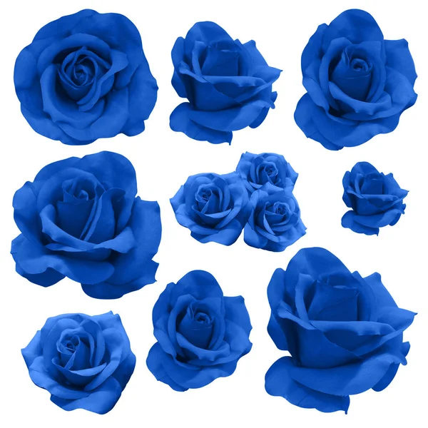Eleven Blue Rose Flowers White Background Nature Valentine Decor Love — Stok fotoğraf
