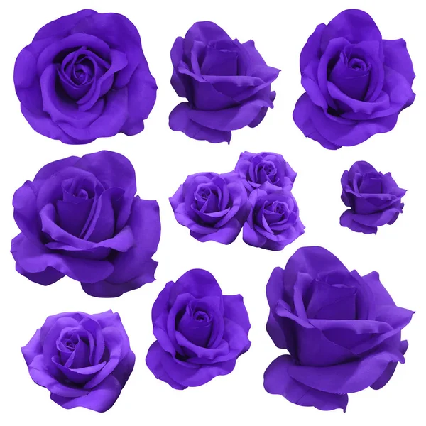 Eleven Purple Rose Flowers White Background Nature Valentine Decor Love — Stok fotoğraf