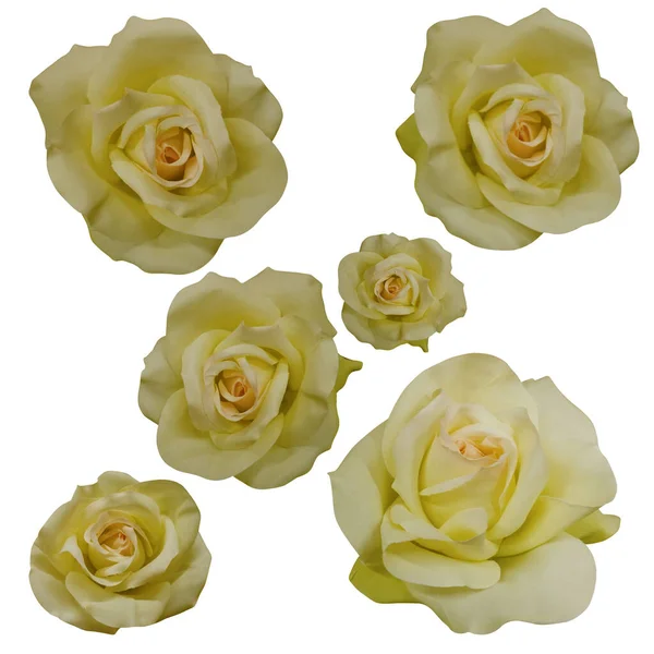 six yellow rose flowers on white background, nature, valentine, decor, love, object
