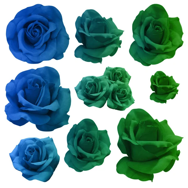 Twotone Color Blue Green Rose Flowers White Background Nature Valentine — Stok fotoğraf