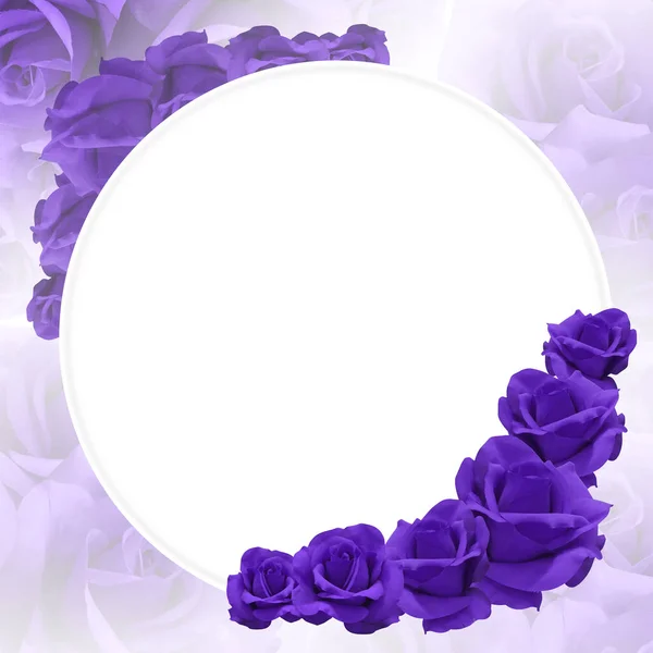 Beautiful Purple Rose Flowers Placed Bottom Right White Circle Background — Stock Photo, Image