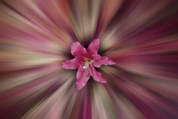 Beautiful Pink Stargazer Lilie Flower Blur Motion Speed Flower Background — Photo