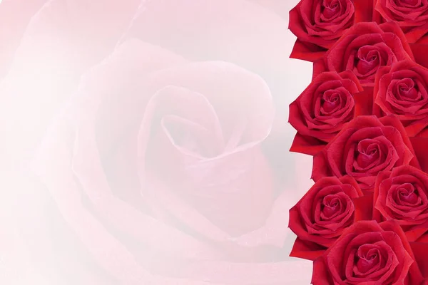 red roses are stacked on the right on blur red rose background, nature, banner, name card, template, copy space