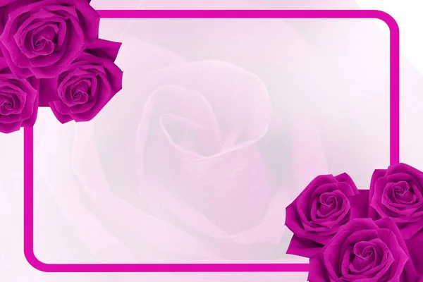 six pink roses flower bouquet on pink frame on blur roses flower background, nature, banner, template, copy space
