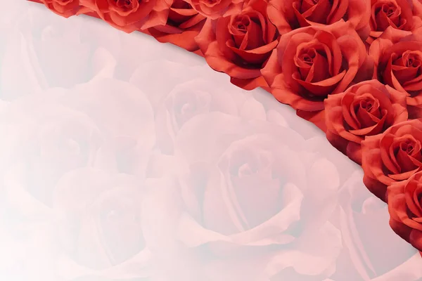 白い背景 バナー テンプレート コピースペースに赤いバラの上に積み上げ — ストック写真