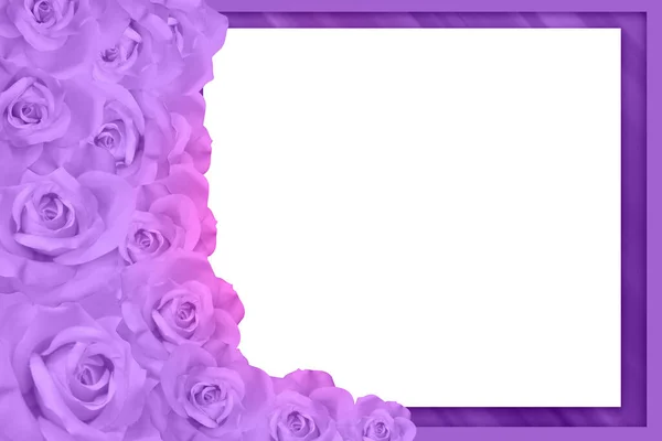 Violette Und Rosa Rosen Verschiedenen Größen Nach Links Gestapelt Auf — Stockfoto