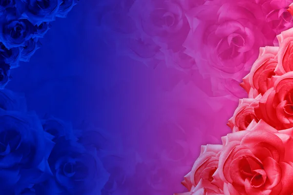 粉色和红色玫瑰花在模糊的玫瑰花在渐变的蓝色和粉色背景 复制空间 — 图库照片