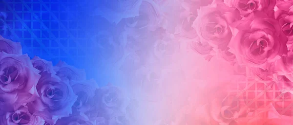 Pink Roses Flower Top Right Bottom Left Corners Gradient Blue — Stock Photo, Image