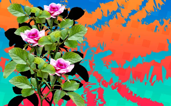 黒バラの3本のピンクのバラの枝抽象的な色背景自然バナーテンプレートコピースペース — ストック写真