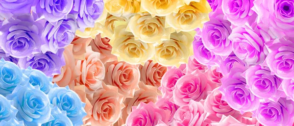Six Color Red Violet Yellow Cream Blue Pink Roses Flower — Stock Photo, Image