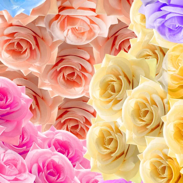Beş Gül Rengi Çiçek Arkaplan Doğa Şablon Bayrak Dekor Desen — Stok fotoğraf