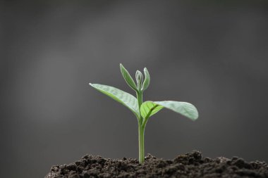 yumuşak gri bir arka plan karşısında tarımda bitki büyümesi. Tarım hatcheries içine basamak ekme kavramı