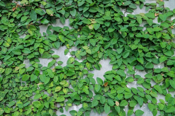 Duvarda Yeşil Yapraklar Var Duvara Çimento Döşeyeceğim — Stok fotoğraf