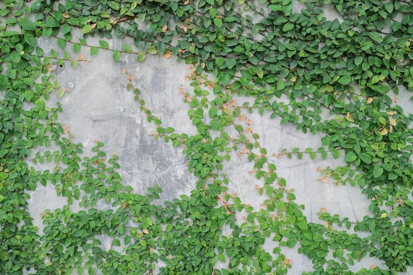 Зелене Листя Стіні Рослина Відкрита Стіні Цемент — стокове фото