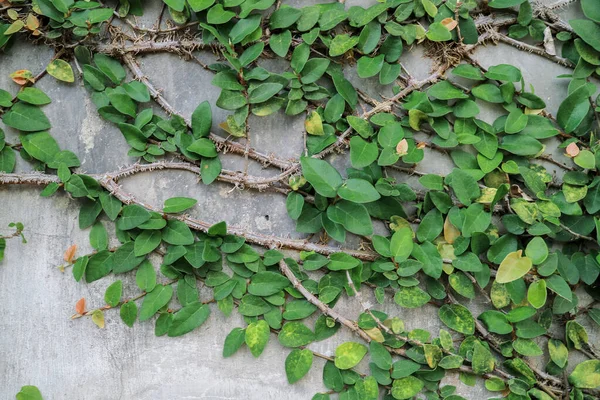 Green Leaves Wall Plant Outdoor Wall Cement — Stock Photo, Image