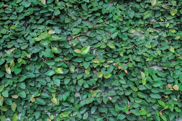 Duvarda Yeşil Yapraklar Var Duvara Çimento Döşeyeceğim — Stok fotoğraf
