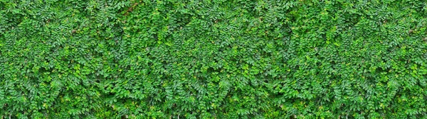 Panorama Mit Blättern Zierpflanze Garten Kleine Grüne Blätter Textur Hintergrund — Stockfoto