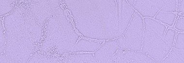 Grunge Mor Çimento Duvarı Arkaplanı. Renkli beton Doku Arkaplanı