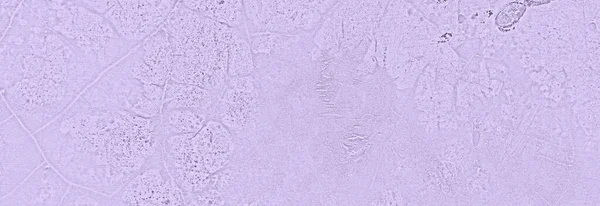 Grunge Mor Çimento Duvarı Arkaplanı. Renkli beton Doku Arkaplanı