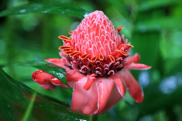 Etlingera Λουλούδι Πορσελάνη Τριαντάφυλλο Στο Νησί Της Καραϊβικής — Φωτογραφία Αρχείου