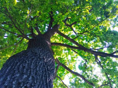 Hayat Ağacı. Ormanın gücü.