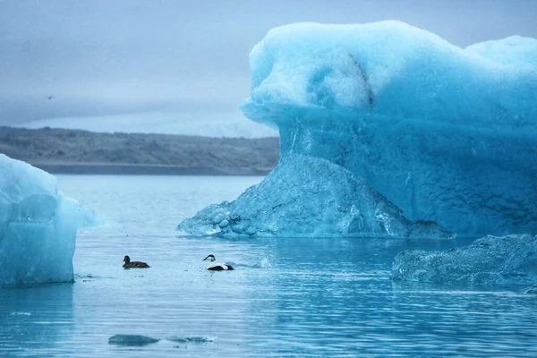 Jokulsarlon Gölü 'nde yüzen buzullu ördekler, İzlanda