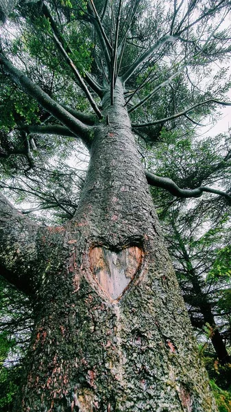 Ein Holz Geschnitzter Herzbaum Torshavn Garten Färöer — Stockfoto